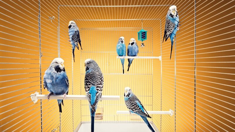 Blue Budgerigars in Cage — Yellow