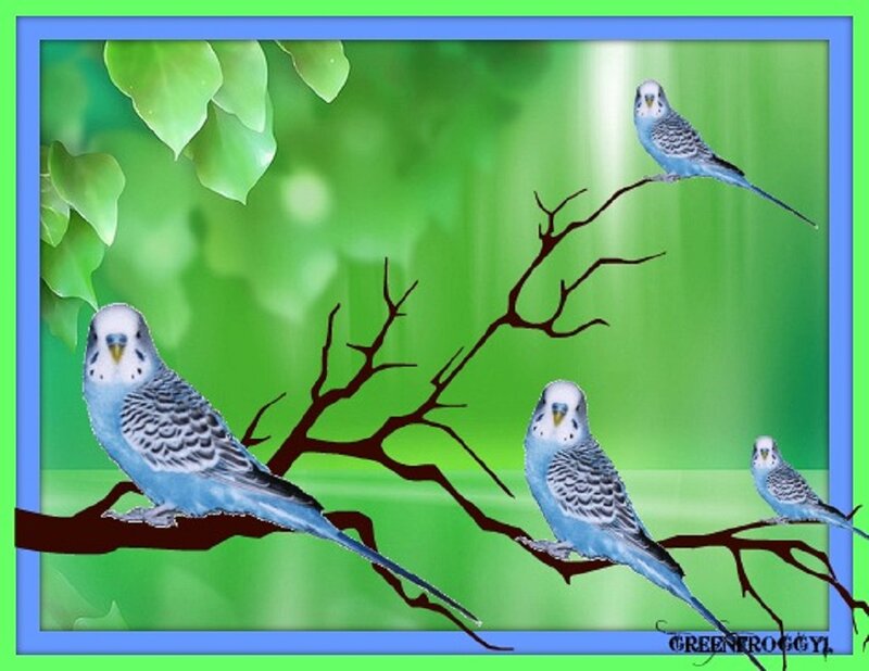 Blue Budgerigars on Branch