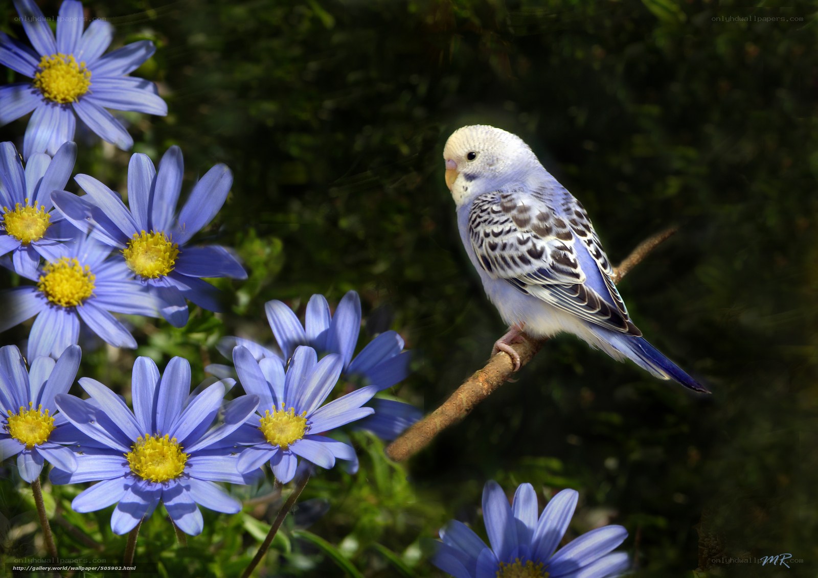 Blue budgie on a branch