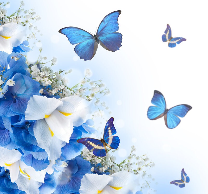 Blue Butterflies and Flowers — Serene, Spring
