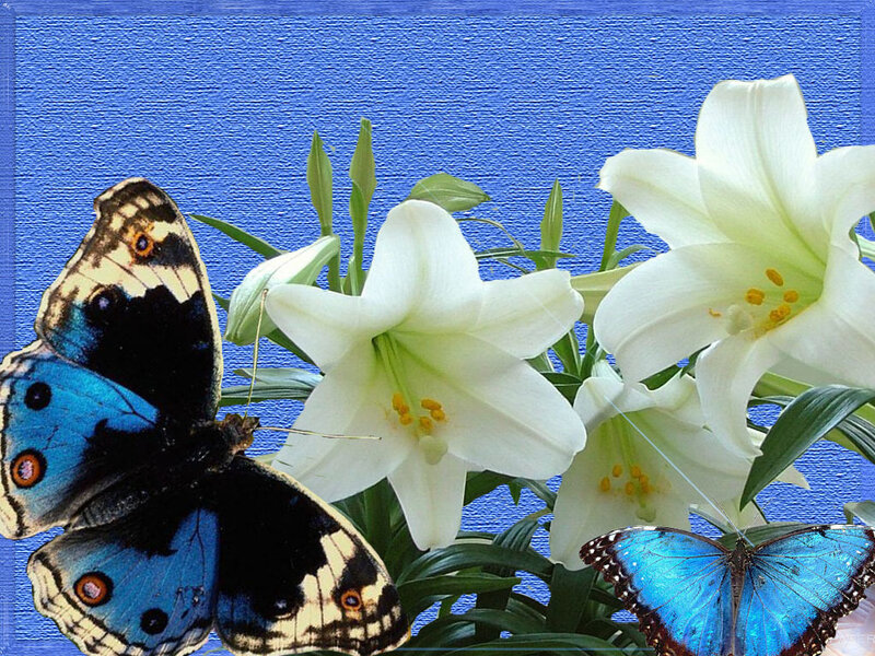 Blue Butterflies and Lilies