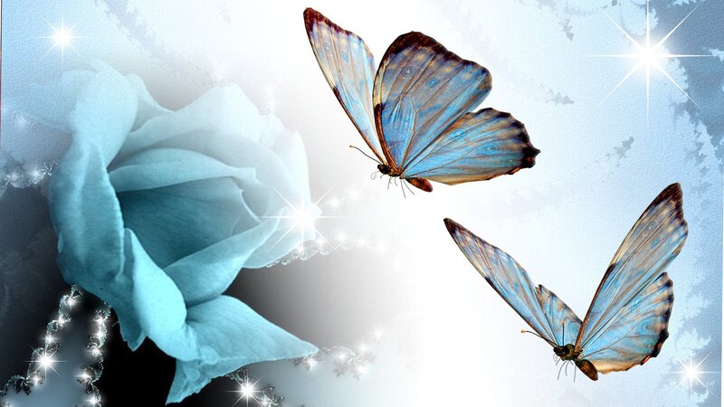 Blue Butterflies and Rose