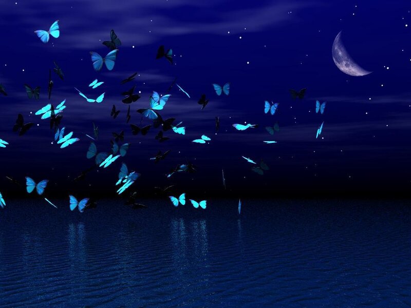 Blue butterflies at night