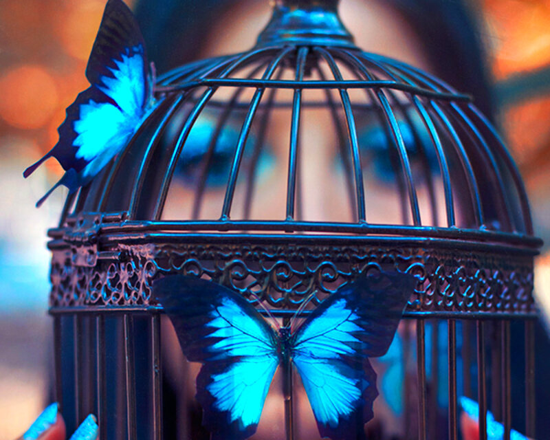 Blue Butterflies in Cage — Dramatic