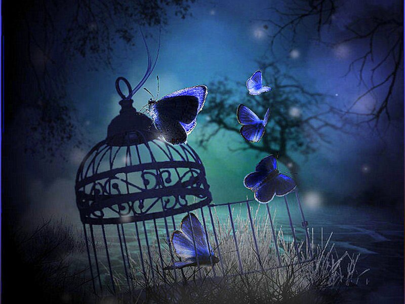Blue Butterflies in Cage