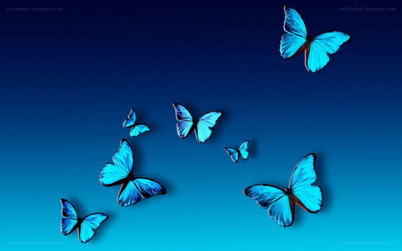 blue butterflies in flight