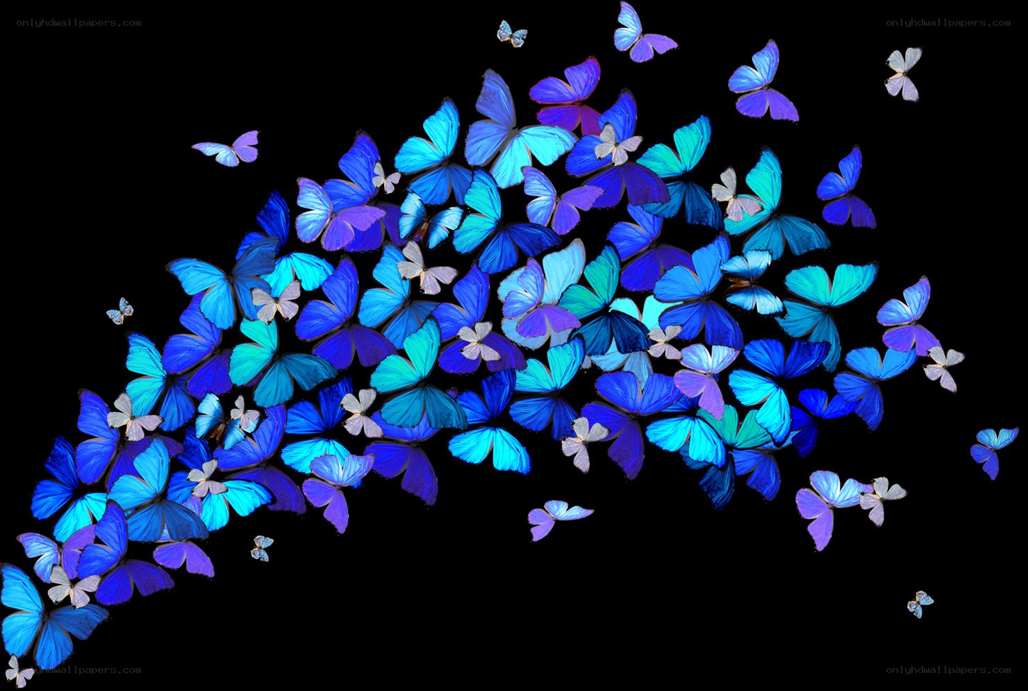 Blue butterflies in flight