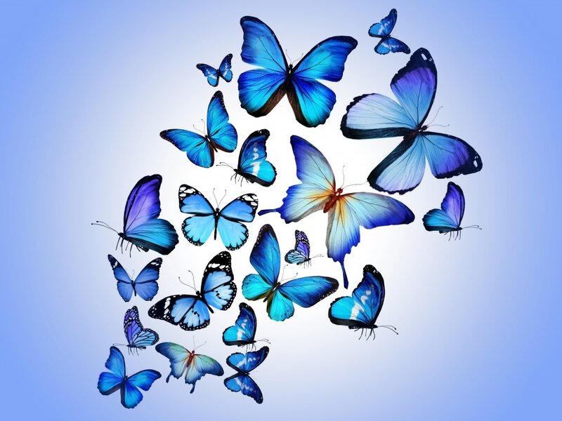 Blue Butterflies in Flight — Serene, Photograph, Sky