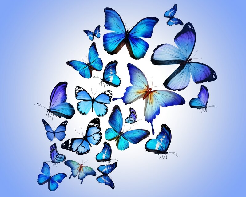 Blue Butterflies in Flight — Serene, Photograph