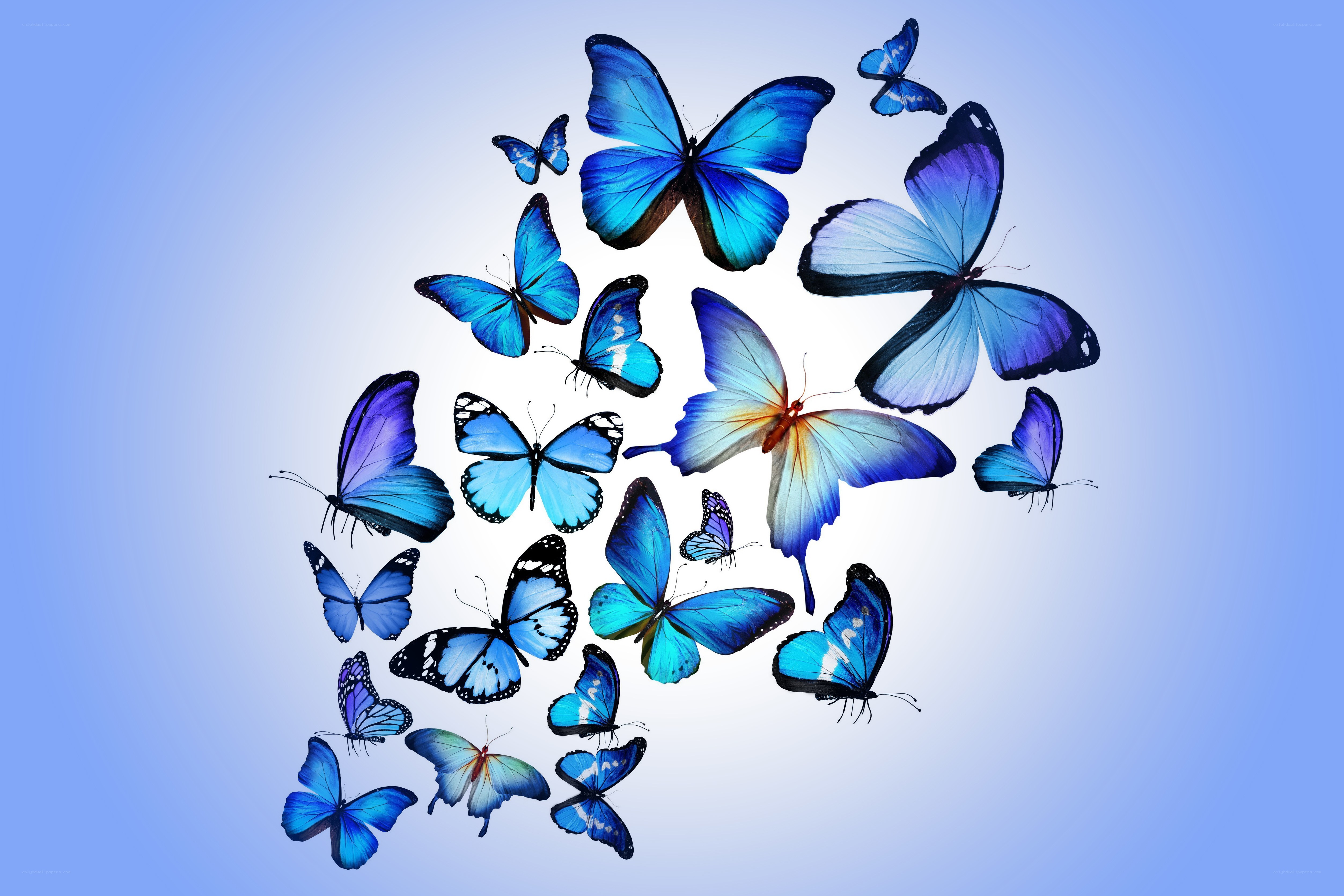 Blue butterflies in flight