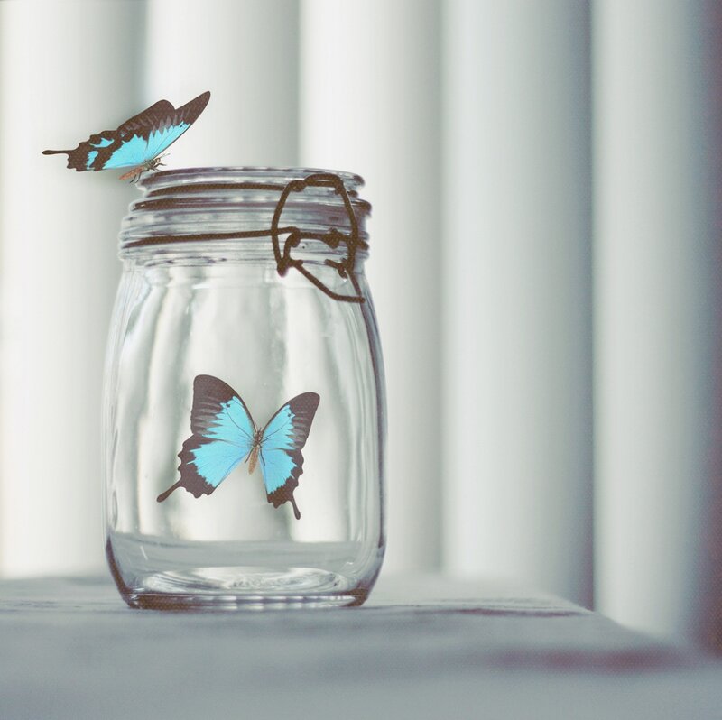 Blue Butterflies in Jar