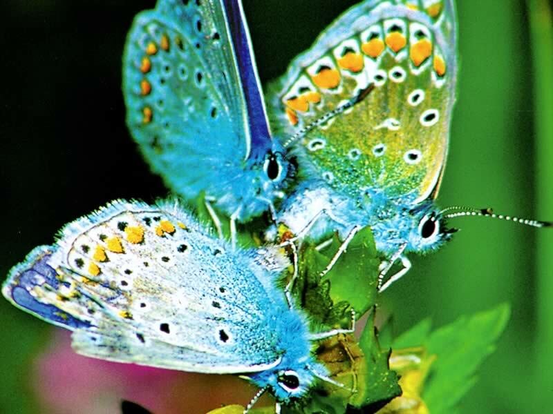 blue butterflies mating