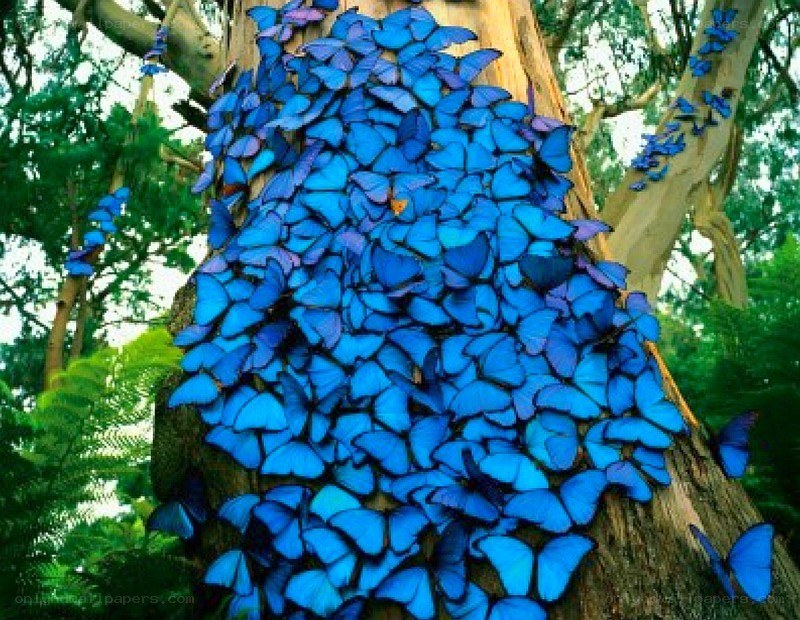 blue butterflies on a tree