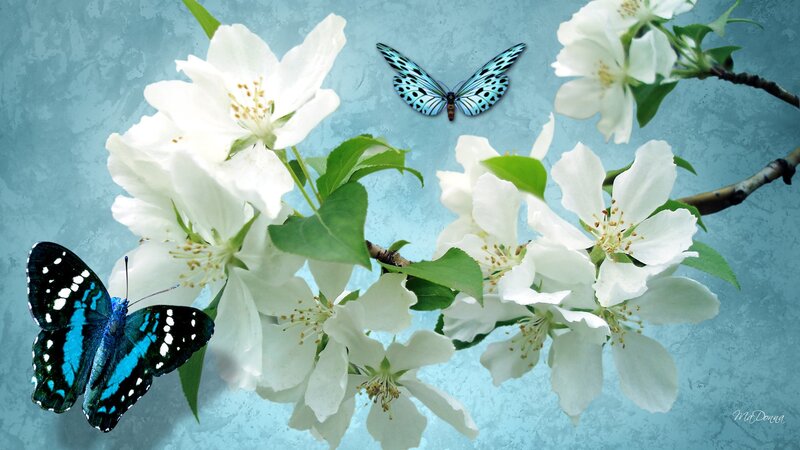 Blue Butterflies on Blossoms