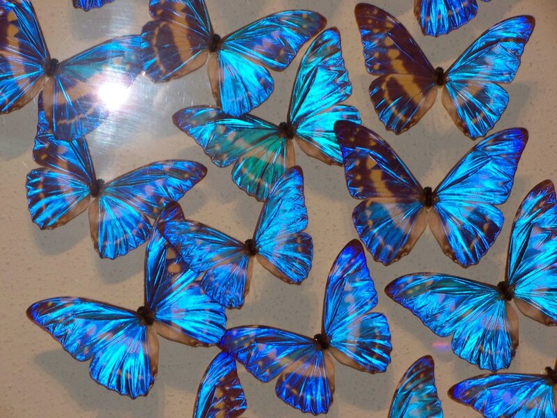 Blue butterflies on display
