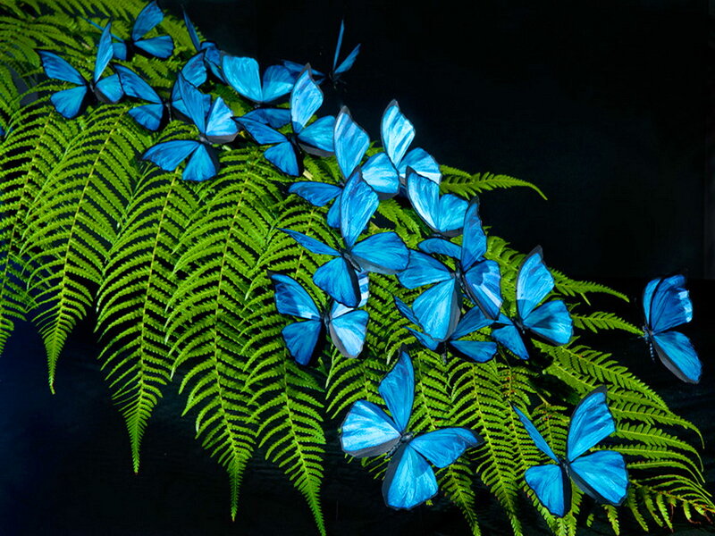 Blue Butterflies on Fern — Dramatic