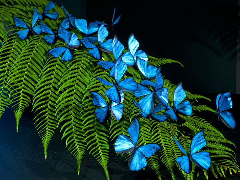 Blue Butterflies on Fern
