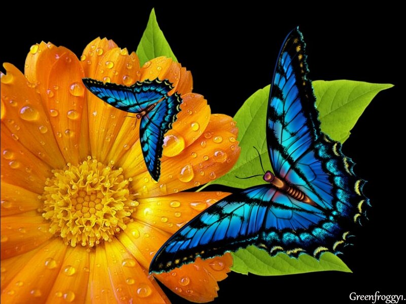 Blue Butterflies on Flower — Orange