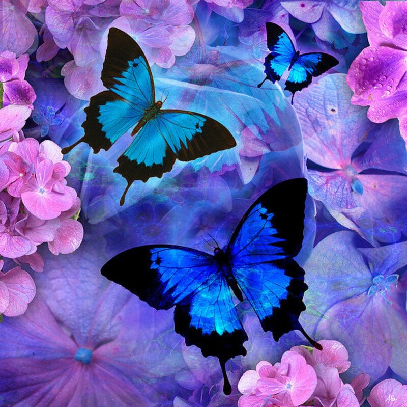 Blue Butterflies on Flowers — Dreamy