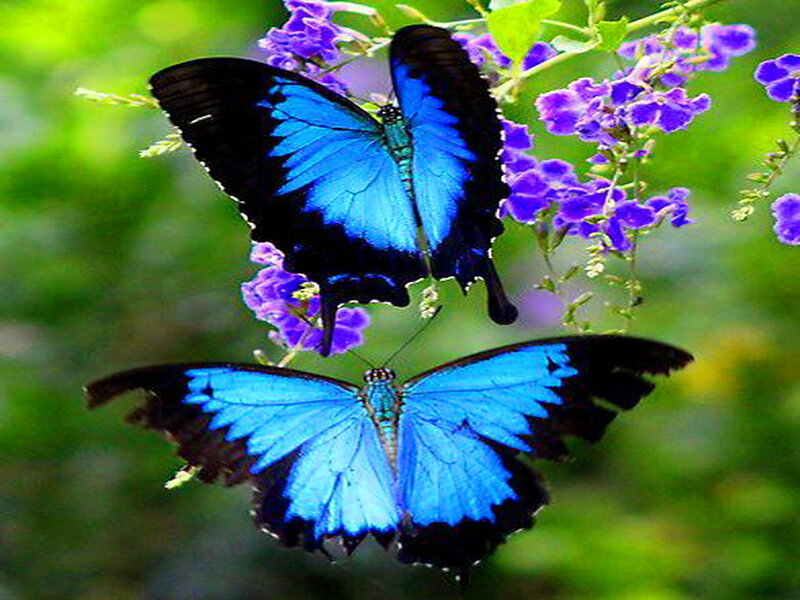 Blue Butterflies on Flowers — Serene, Afternoon