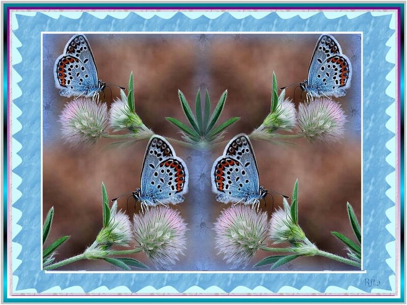 Blue Butterflies on Flowers — Serene