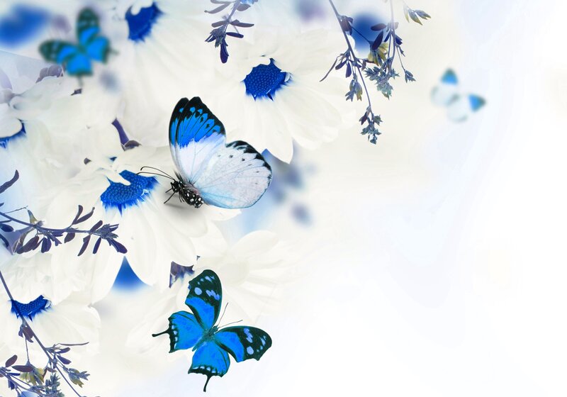 Blue Butterflies on Flowers — White, Serene