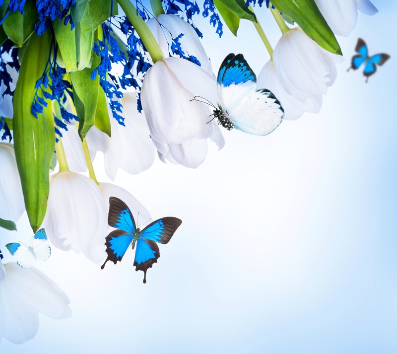 Blue Butterflies on Flowers — White