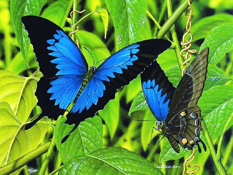 Blue butterflies on green leaves