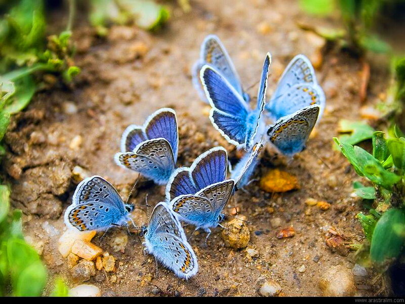 Blue Butterflies on Ground — Calm, Afternoon, Photograph, Plants