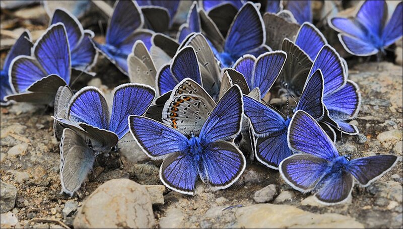 Blue Butterflies on Ground — Calm, Afternoon