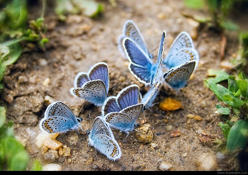 Blue Butterflies on Ground — Calm