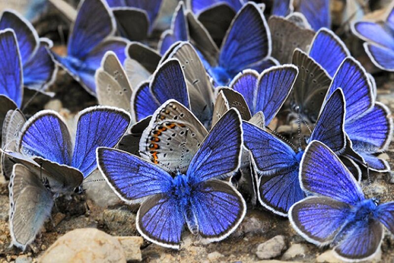 Blue Butterflies on Ground