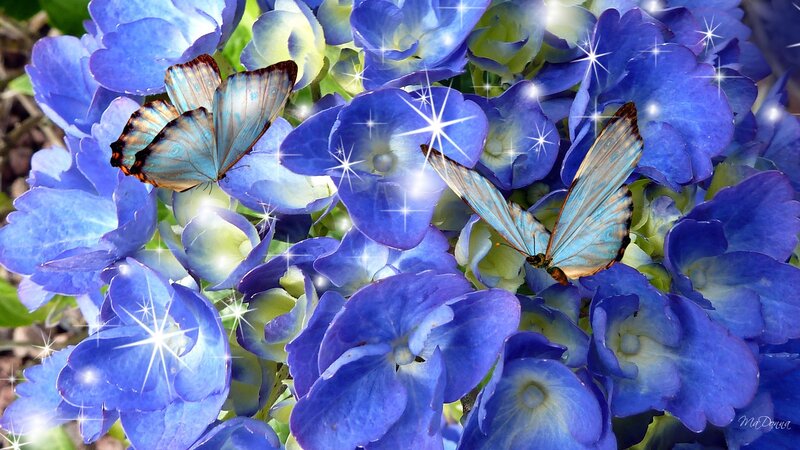 Blue Butterflies on Hydrangeas