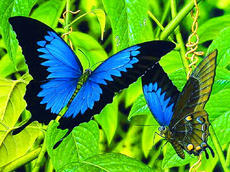 Blue Butterflies on Leaves — Natural, Afternoon