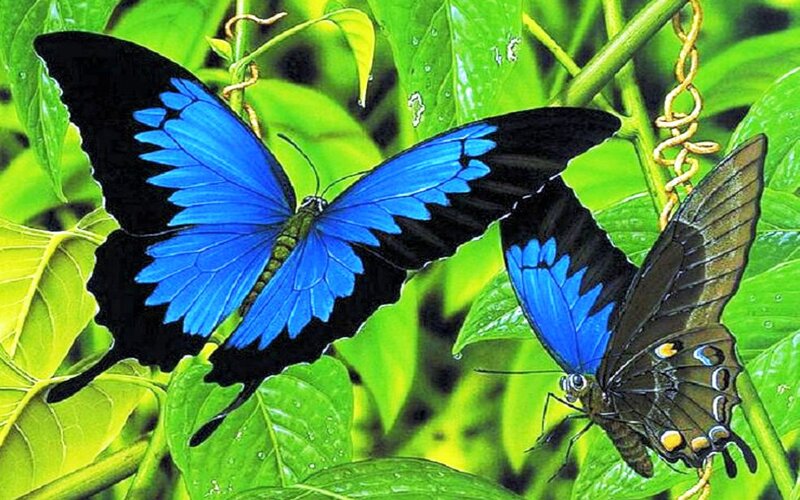 Blue Butterflies on Leaves — Natural