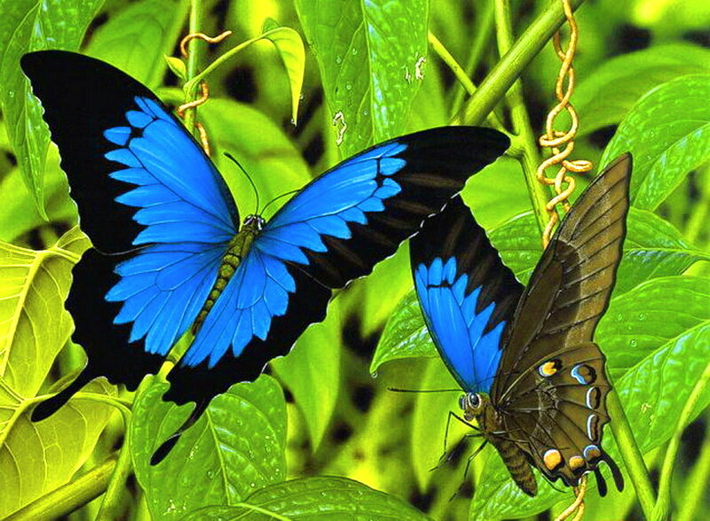 Blue Butterflies on Leaves