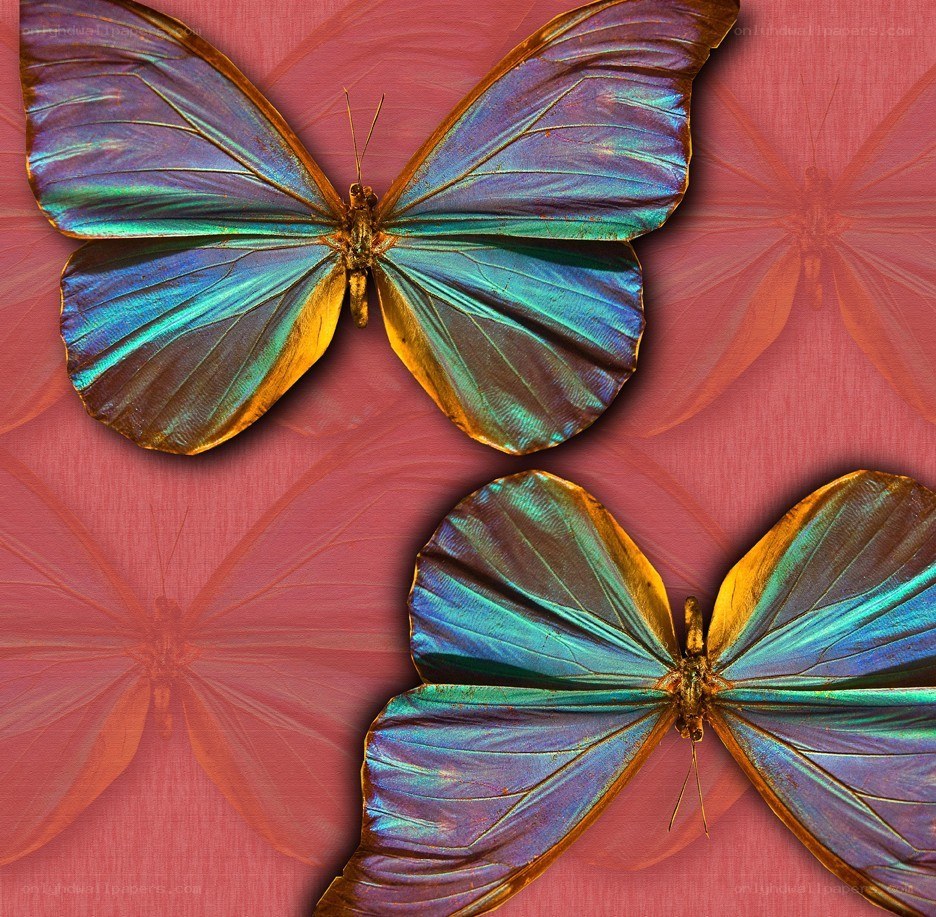 Blue butterflies on red background