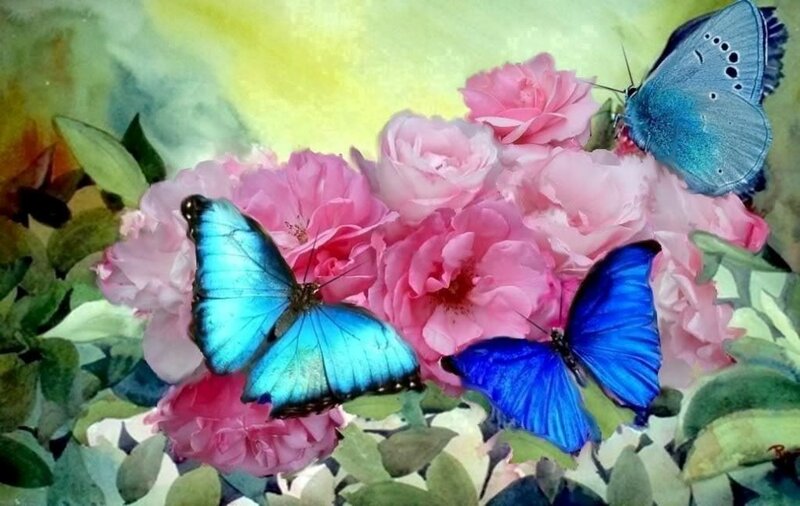 Blue Butterflies on Roses