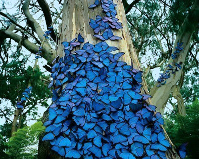 Blue Butterflies on Tree
