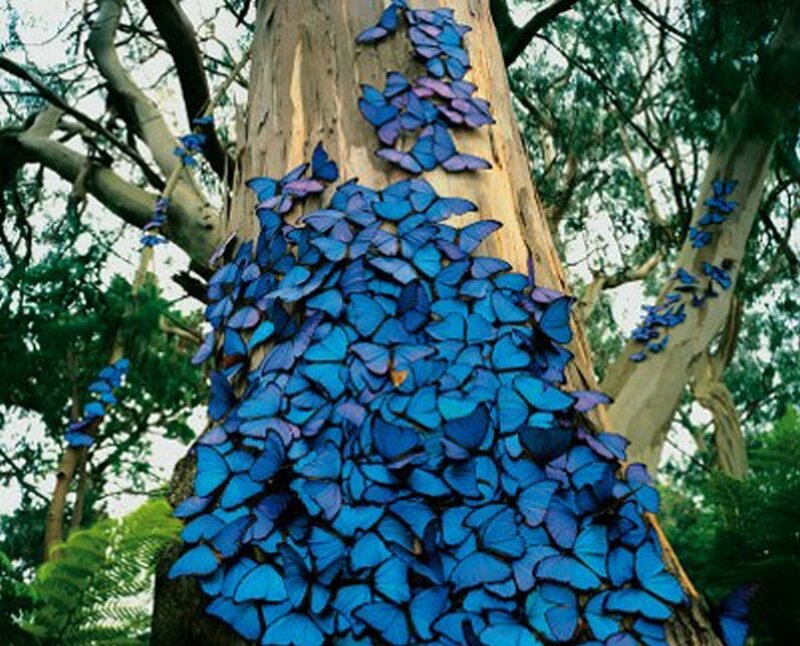 Blue butterflies on tree trunk