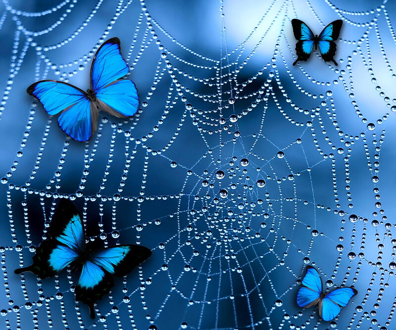 Blue Butterflies on Web