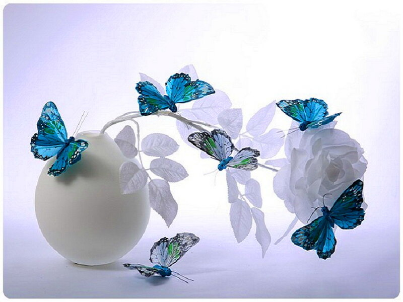 Blue Butterflies on White Flowers