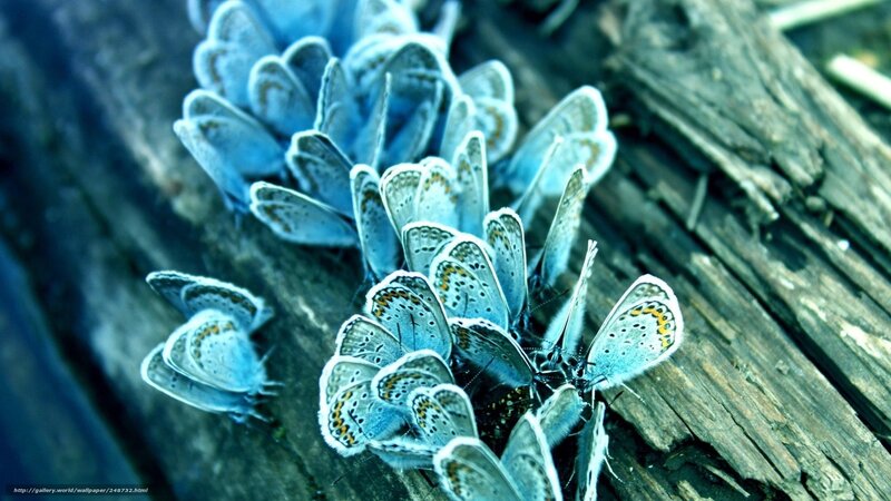 Blue butterflies on wood