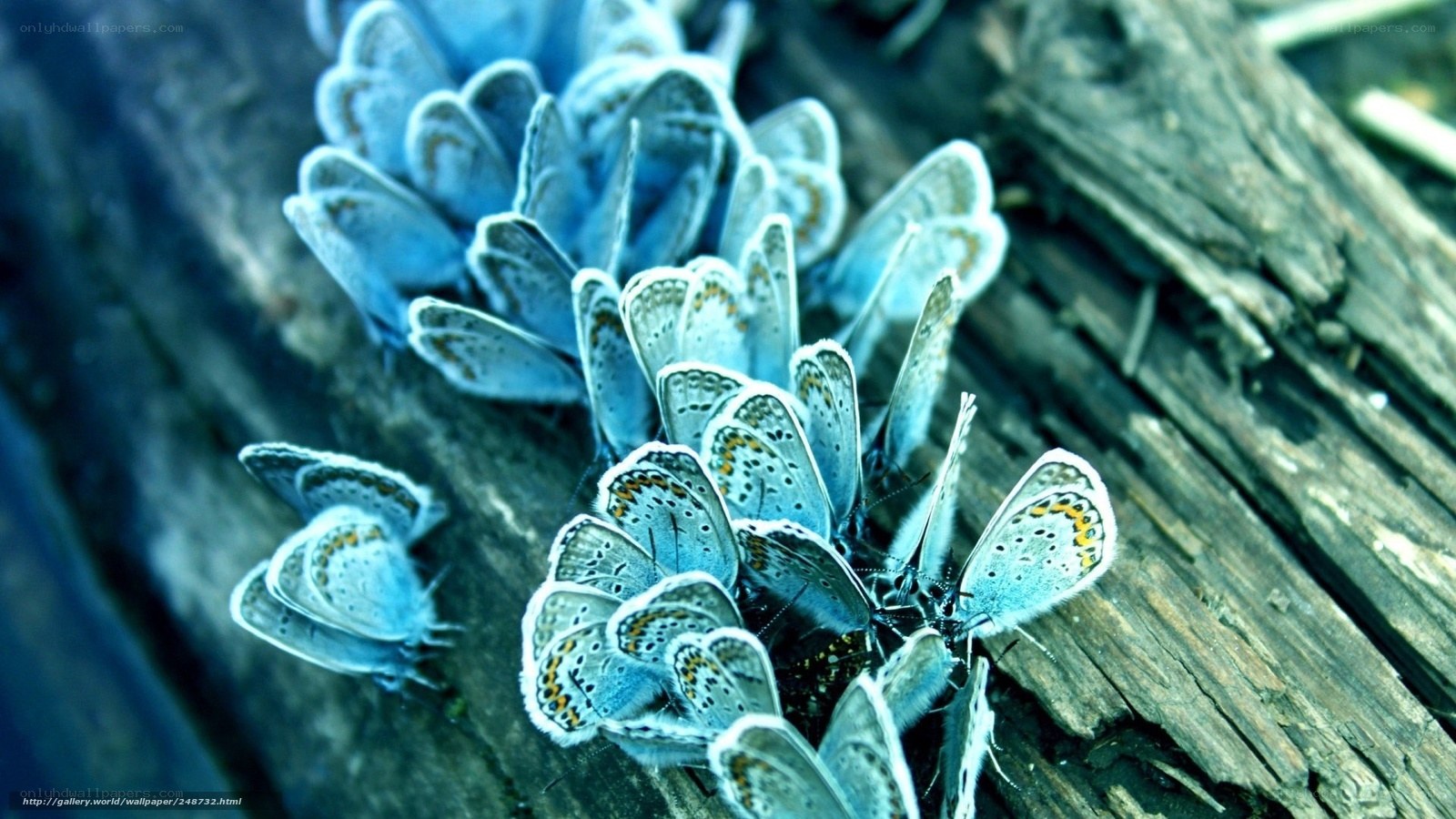 Blue butterflies on wood