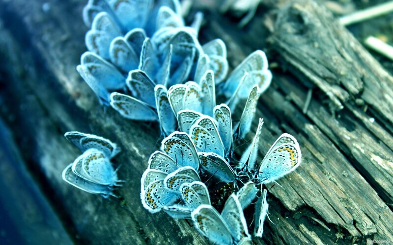 Blue butterflies on wood