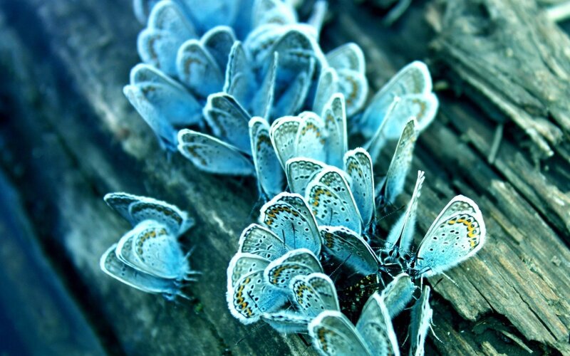 Blue butterflies on wood