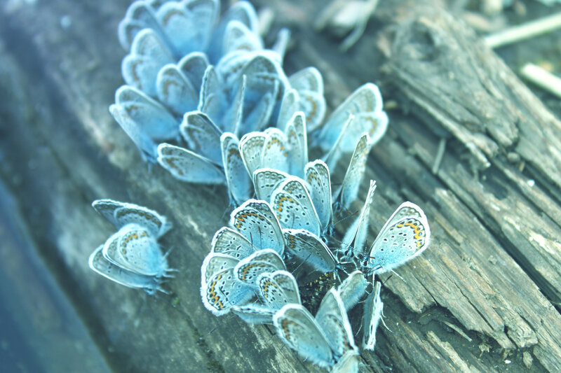 Blue Butterflies on Wood — Calm, Photograph, Outdoor