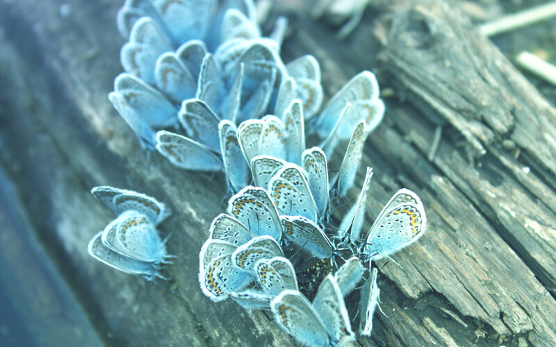 Blue Butterflies on Wood — Calm