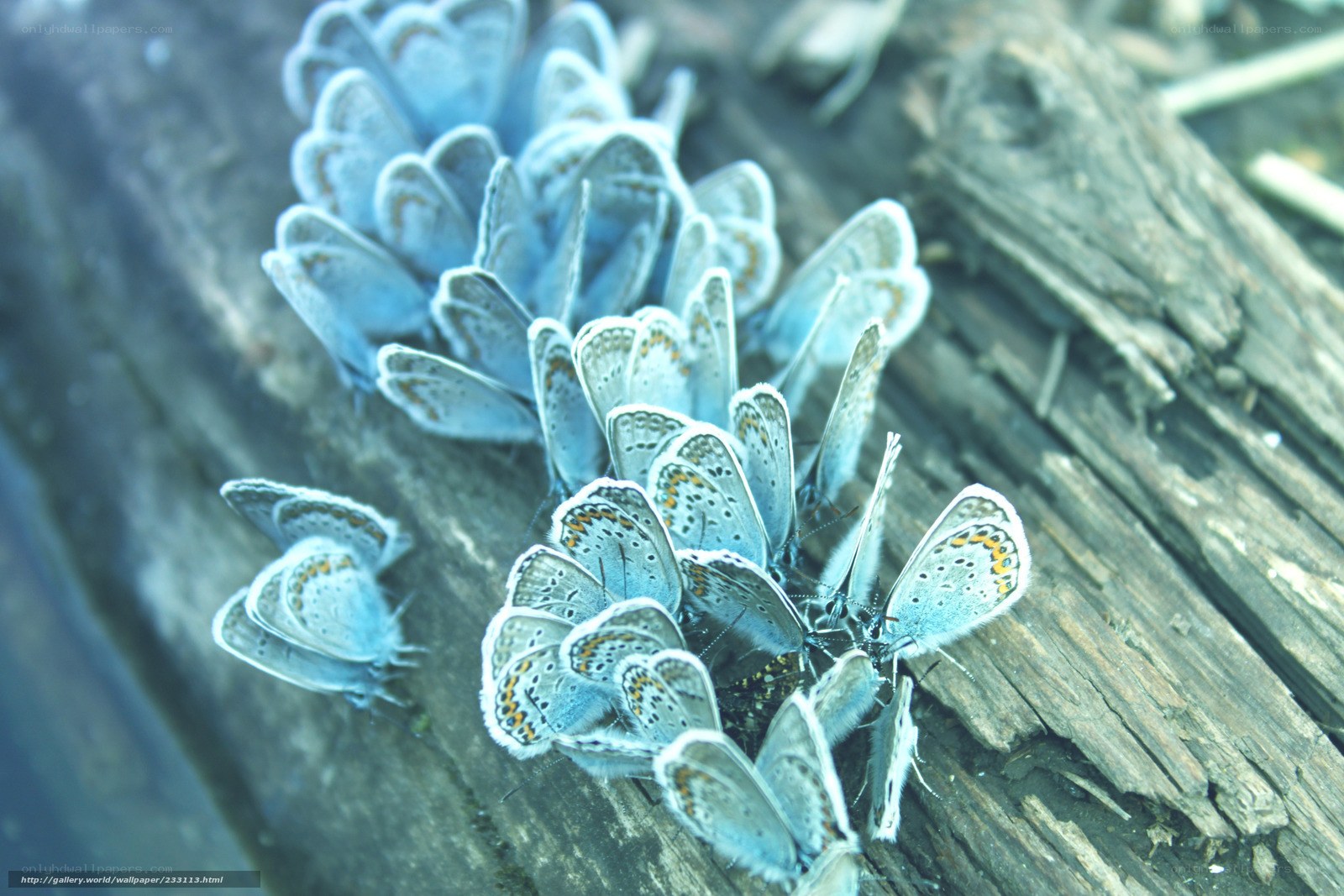 Blue butterflies on wood