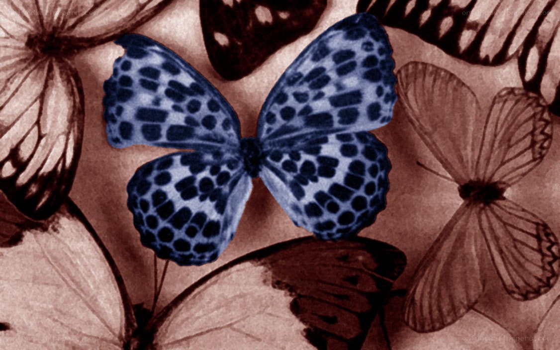 blue butterfly among others